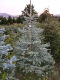 Leigh Sinton Christmas Trees 256012 Image 1